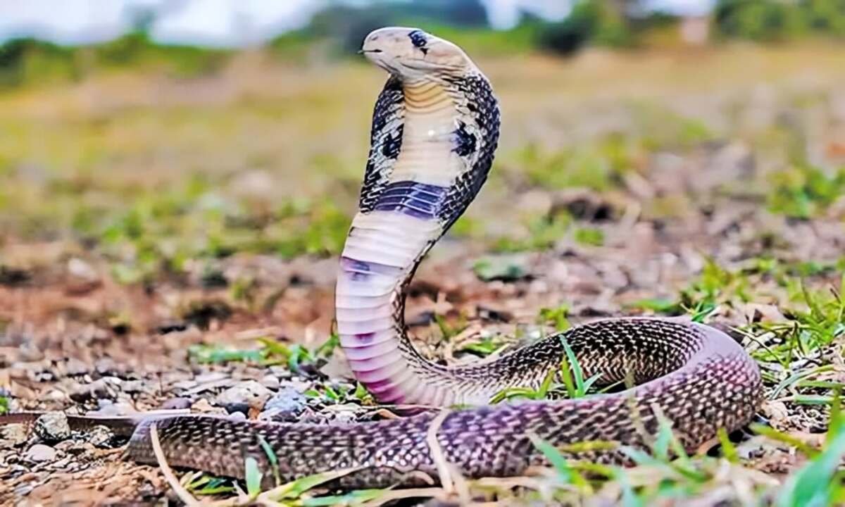 Snake