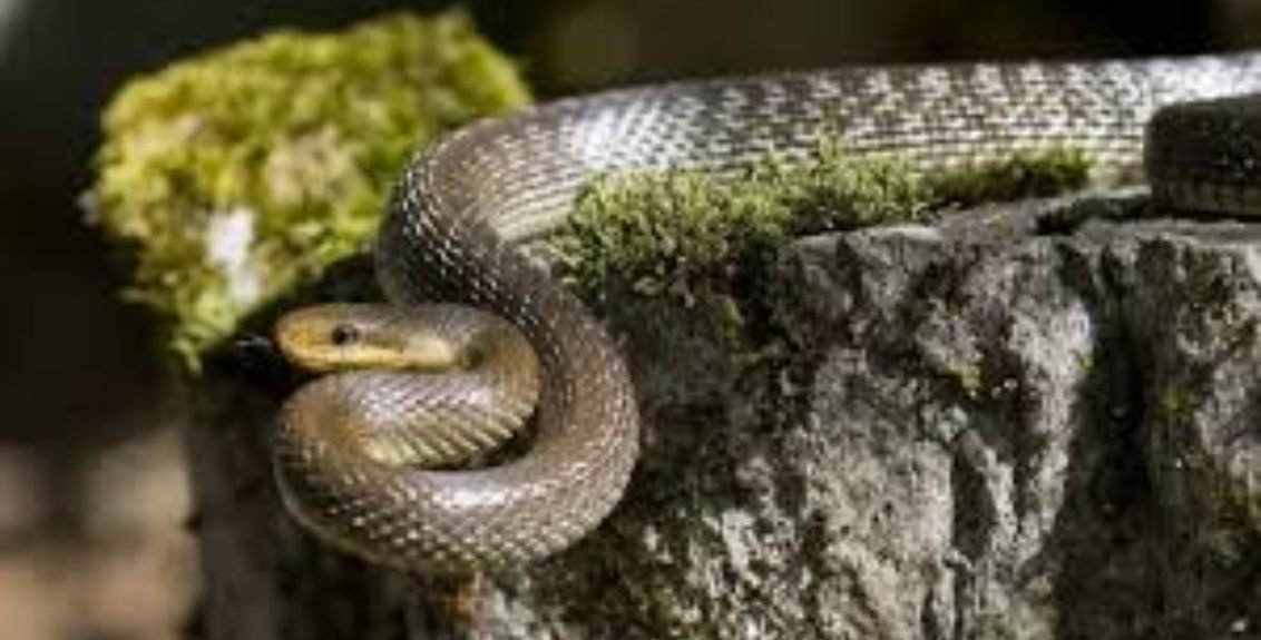 Discover the Indian states with highest snake population